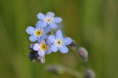 Myosotis arvensis